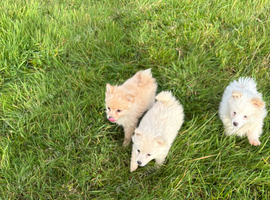 Pomeranian