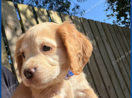 KC Registered Cocker Spaniel
