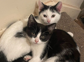 2 adorable female kittens