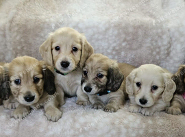 English cream long haired miniatures