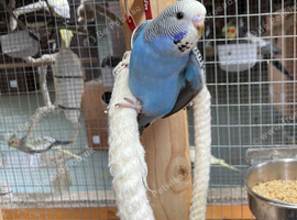 Baby budgies