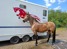 15h 8yo andalusian mare