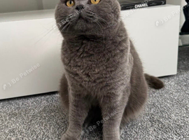 Male British Shorthair