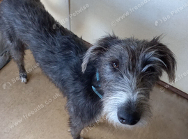 Nash looking for his forever home