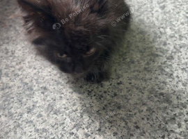3 male kittens ready for foreva home