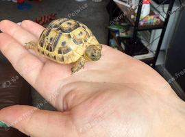 Hermanns tortoise