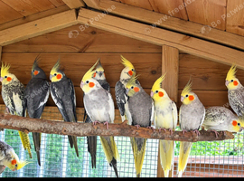 Cockatiels