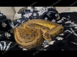 Various ball python for sale
