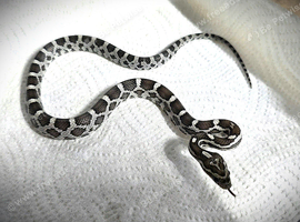 Corn Snake babies