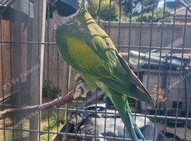Lord Derby/ Derbyan Parrot
