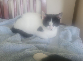 Kitten for sale urgent