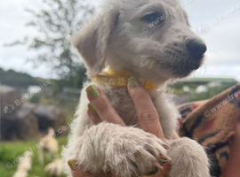 Doodles looking new homes