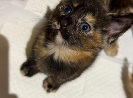 Kitten calico girl