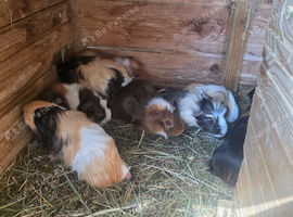 Guinea pigs