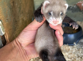 Baby Ferrets - Reserve Now 2 for &pound;100