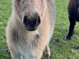Registered miniature Buckskin Yearling Gelding