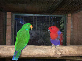 Pair Red Sided eclectus