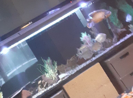 600l fish tank
