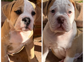 READY TO LEAVE 2 olde English bulldog