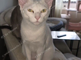 Tilly the russian white/siamese