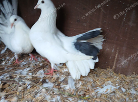Fantail Pigeons