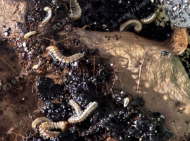 WILD TYPE MILLIPEDES