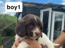 english springer spaniel puppies for sale