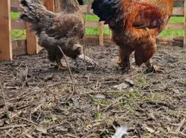 Young Brahma Pair