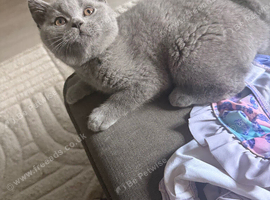 British blue kittens