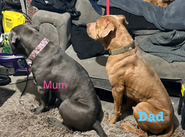 Beautiful  puppy pit corso&rdquo;s ready to leave around 24 July only 3 bitches left