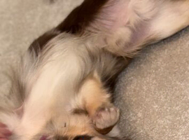 Longhaired male chihuahua