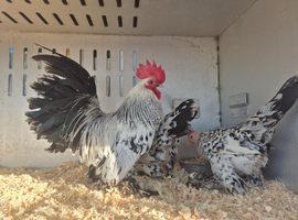 Exhibition sablepoot hatching eggs