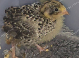 7 Cute button quail chicks