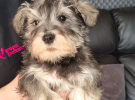Miniature schnauzer puppy