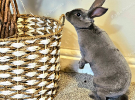 Mini rex male rabbit good bloodline