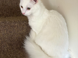 8 month old Turkish Angora Loki Urgently Seeking Home
