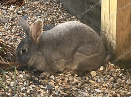 Light grey rabbit called cottontail