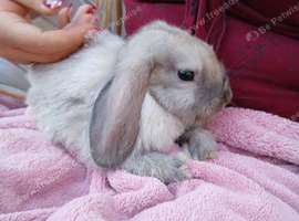 Beautiful mini lop rabbits 9 weeks old