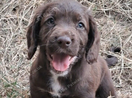 SPROCKER (ENGLISH SPRINGER X COCKER SPANIEL) PUPS