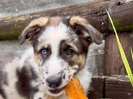 Beautiful Shollie Pups