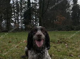3 year old cocker spaniel stud