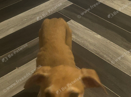 Lurcher female available