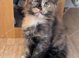 5 beautiful Maine coon kittens