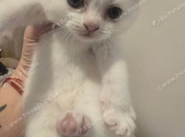 Adorable Scottish Fold Kittens looking for Forever Home