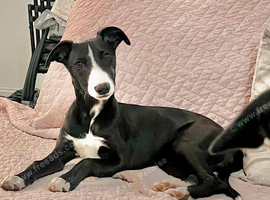 Female whippet puppy