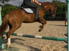6 year old Welsh sec b gelding