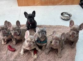 French bulldog dog puppies for sale