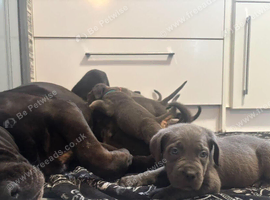 BLUE CANE CORSO PUPPIES FOR SALE