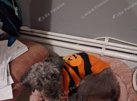 Male dog for adoption please read description