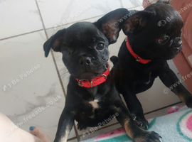 3 frugs